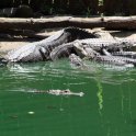 Alligator Den